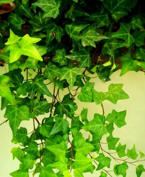 常春藤品种有哪些？-图3