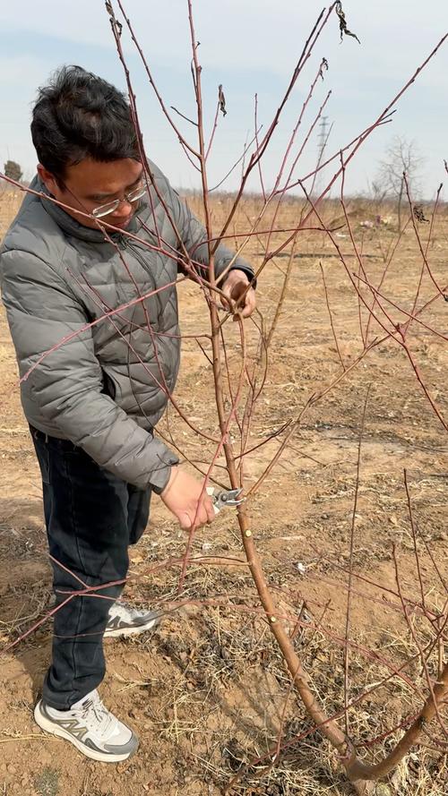大棚桃树修剪视频，如何掌握修剪技巧？-图1