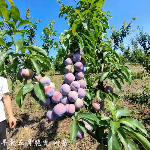 一点红李子树如何科学种植？-图1