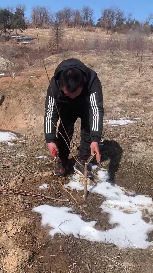 二年生李子树如何修剪？-图1