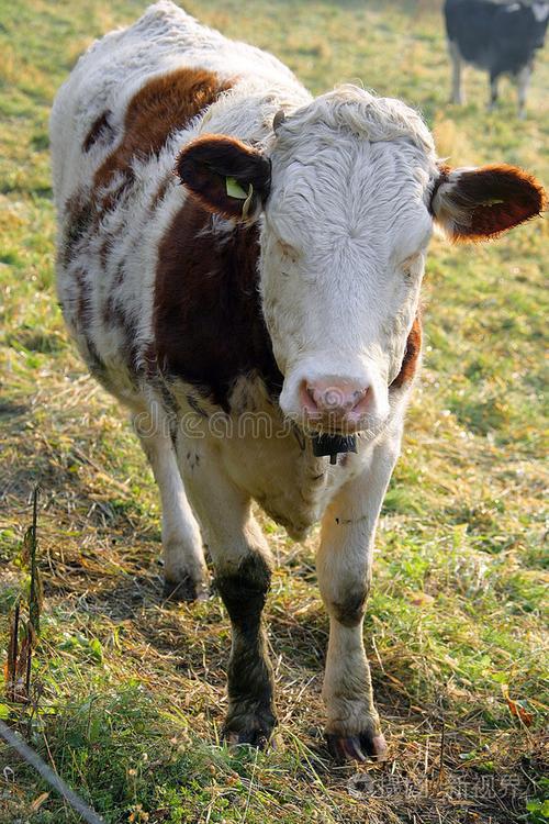 无角牛那样品种最大-图1