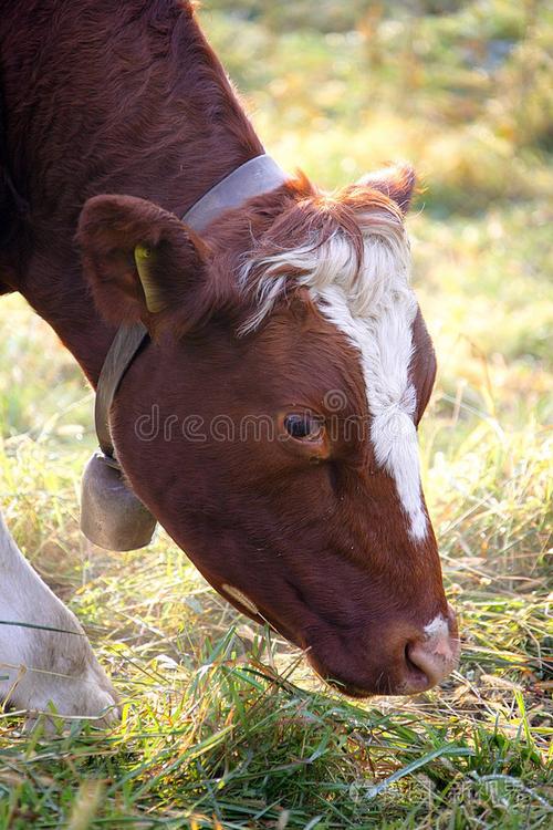 无角牛那样品种最大-图2