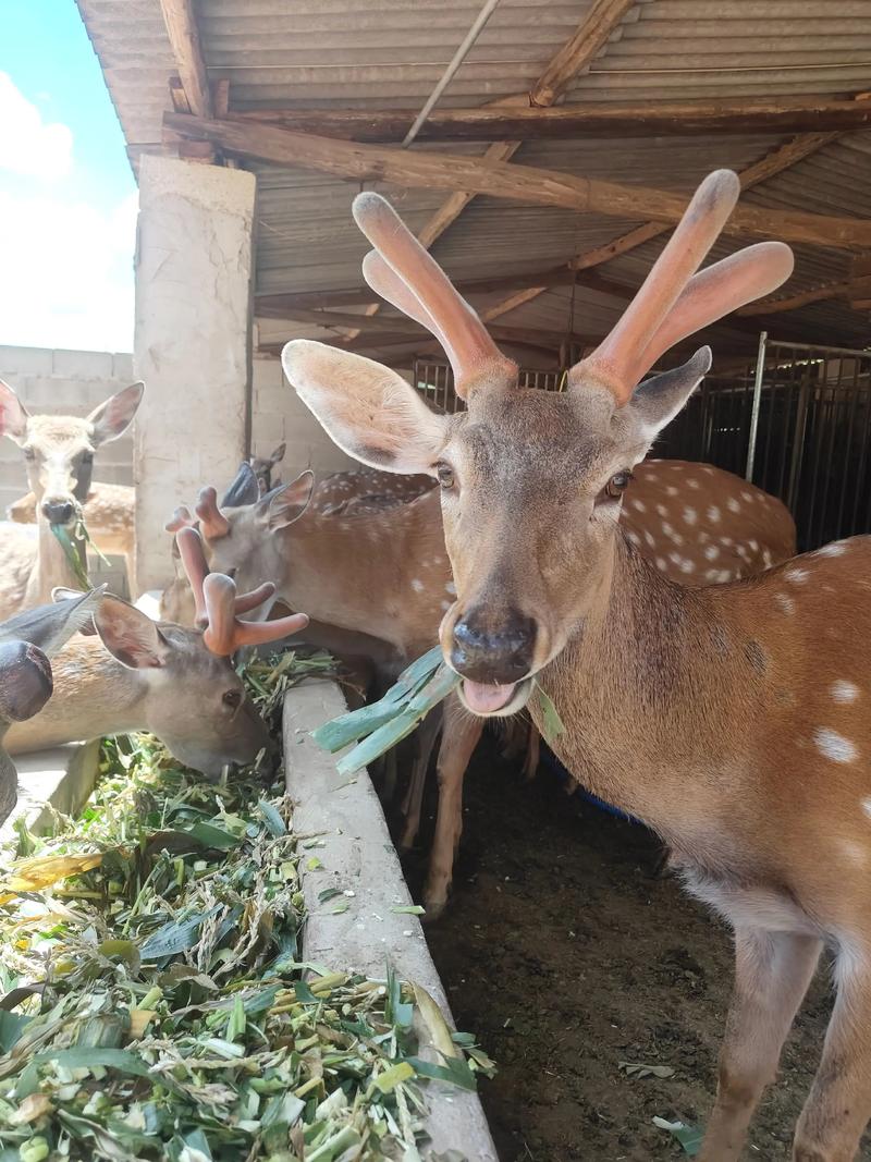 可饲养鹿有哪些品种-图1