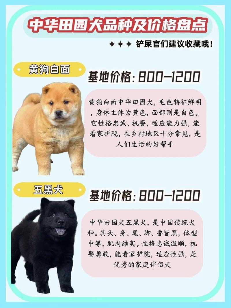 哪些狗品种能当摇钱树？-图1