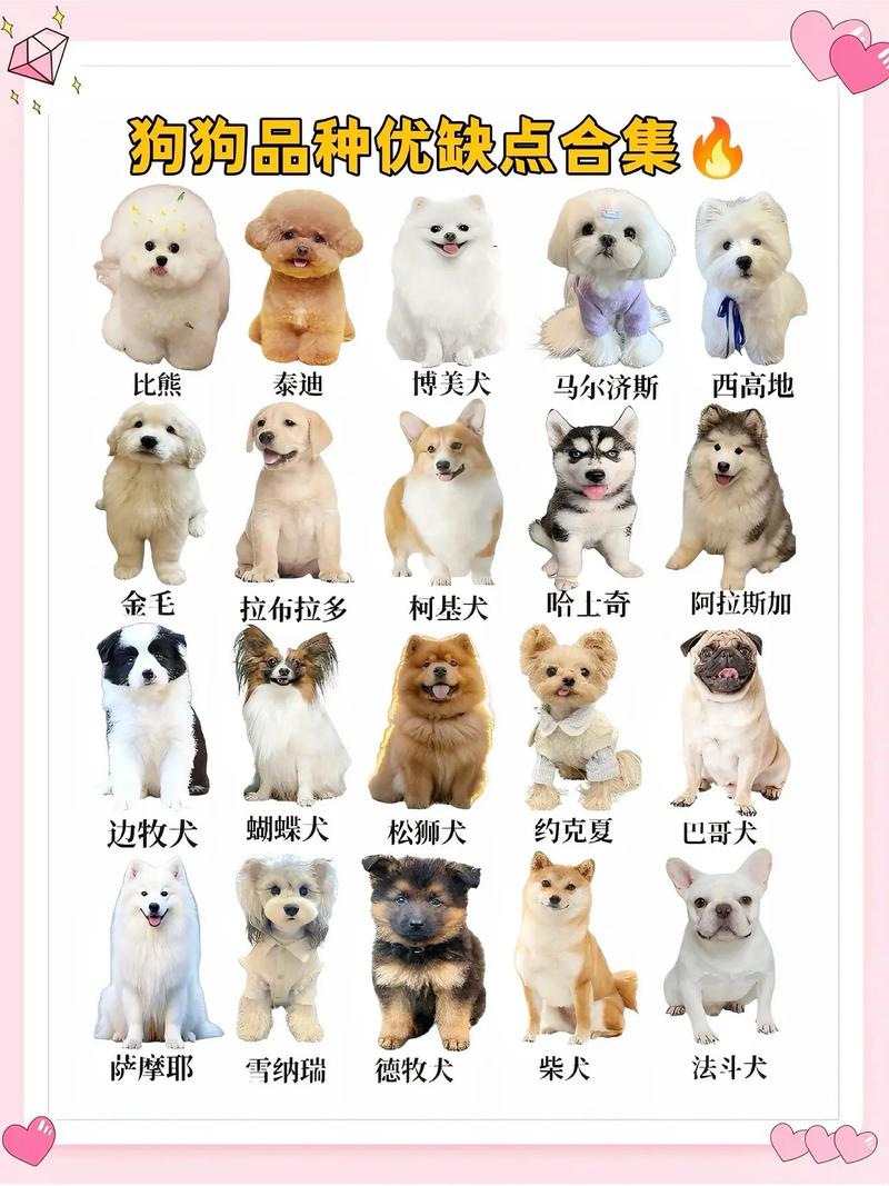 哪些狗品种能当摇钱树？-图2
