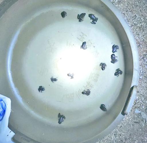 水律蛇苗开口关键技术有哪些？-图1