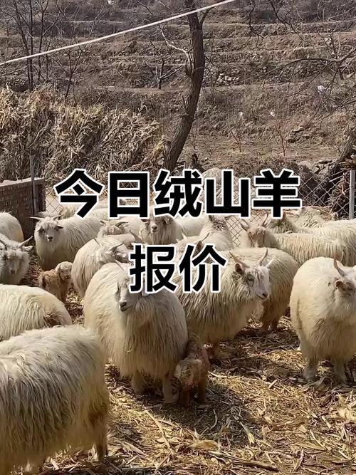 山东山羊价格行情将如何变动？-图1