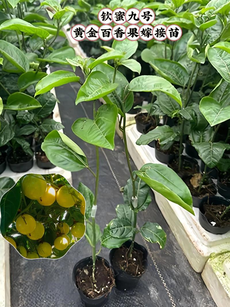 百香果苗嫁接技术视频，怎么嫁接才成活？-图1