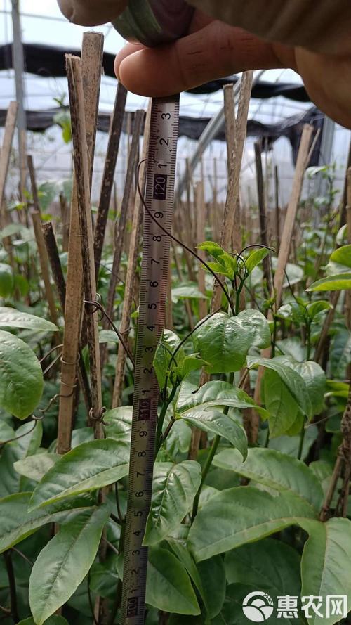 百香果苗嫁接技术视频，怎么嫁接才成活？-图2