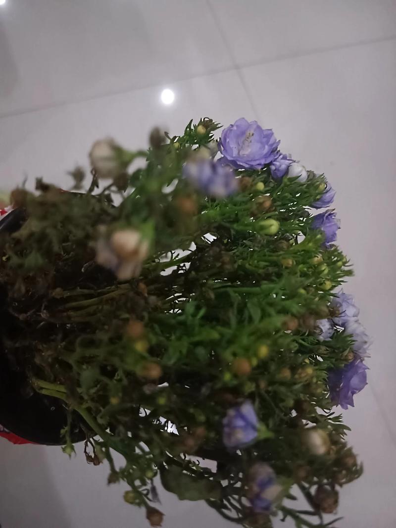 今年最火雏菊品种究竟是什么？-图2