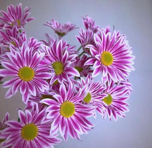 今年最火雏菊品种究竟是什么？-图3