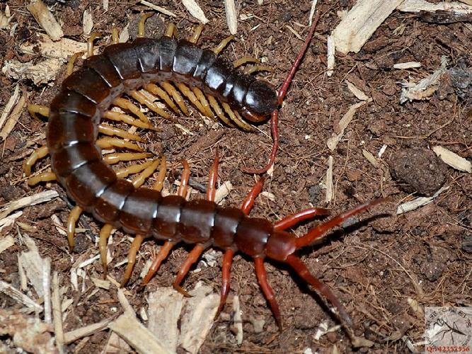 哪种蜈蚣最凶猛？-图3