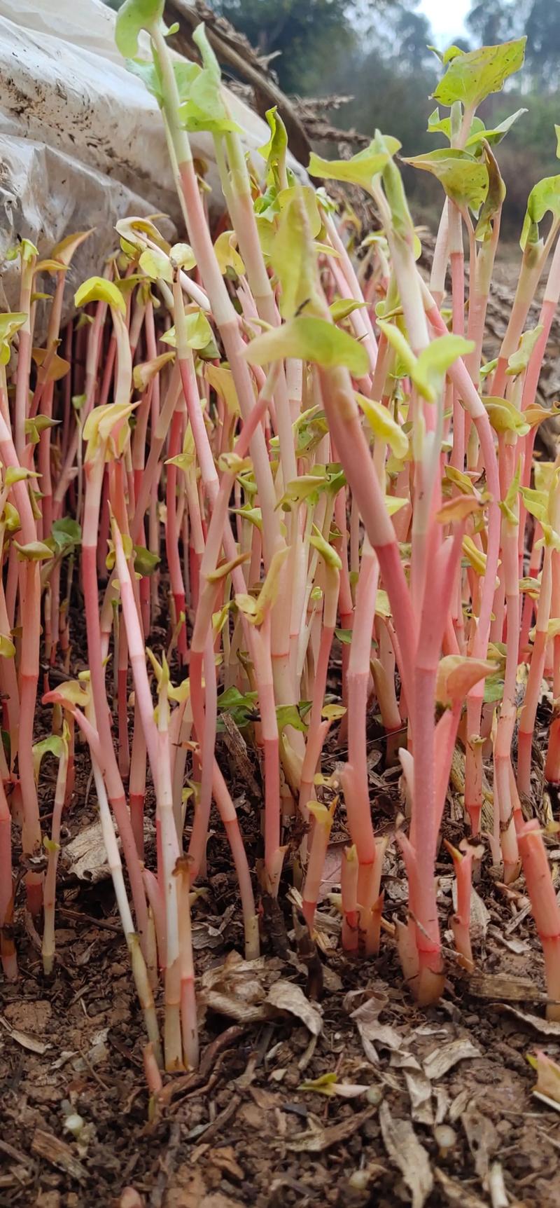 鱼腥草现代化种植技术-图1