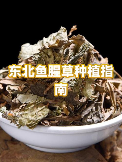 鱼腥草现代化种植技术-图2