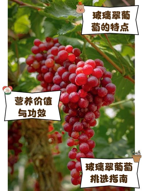 有没有味可葡萄品种？-图3