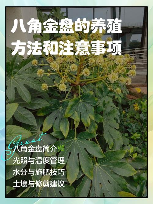 八角金盘怎么养才好？-图1