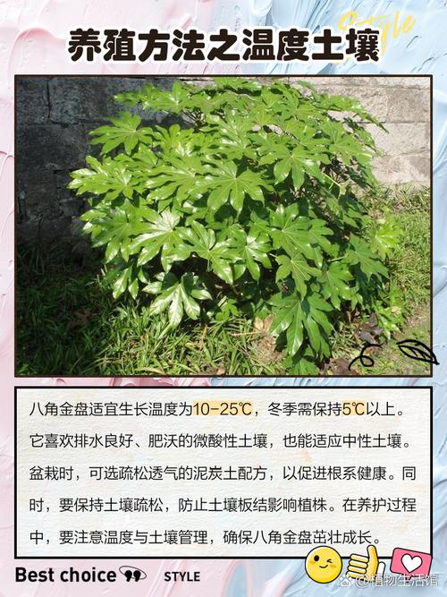 八角金盘怎么养才好？-图2