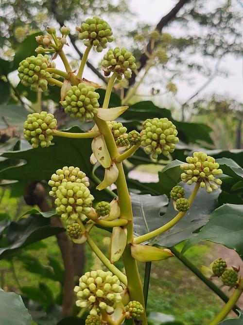 八角金盘怎么养才好？-图3