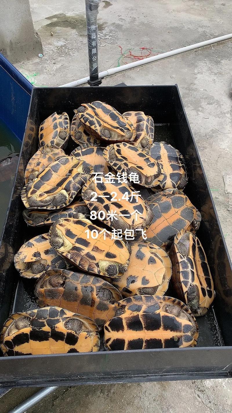 今年石金钱龟龟苗价格多少？-图2