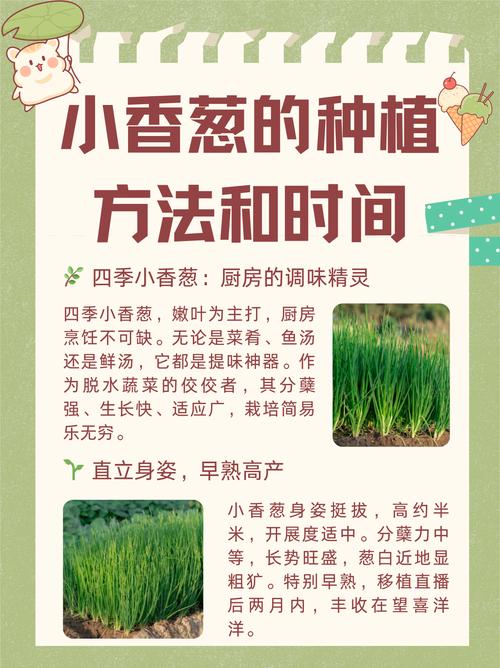 地膜四季香葱咋种植高产？-图1