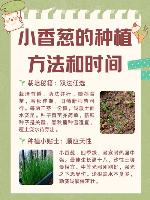 地膜四季香葱咋种植高产？-图2