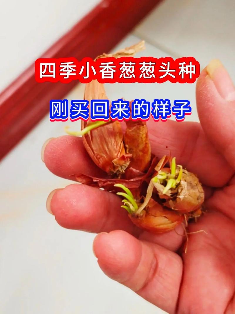 地膜四季香葱咋种植高产？-图3