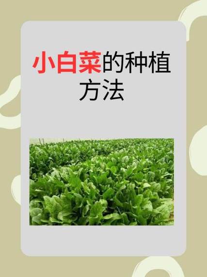 早春露地白菜怎么种才能高产？-图1