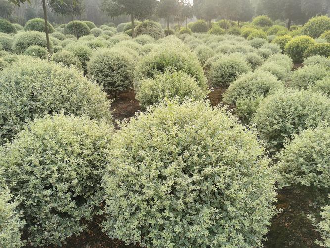 常见景观树品种有哪些？-图2