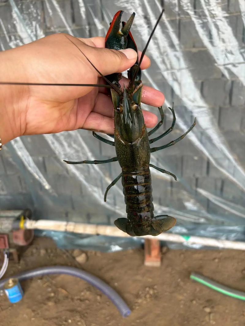 奥洲淡水龙虾养殖技术有哪些要点？-图2