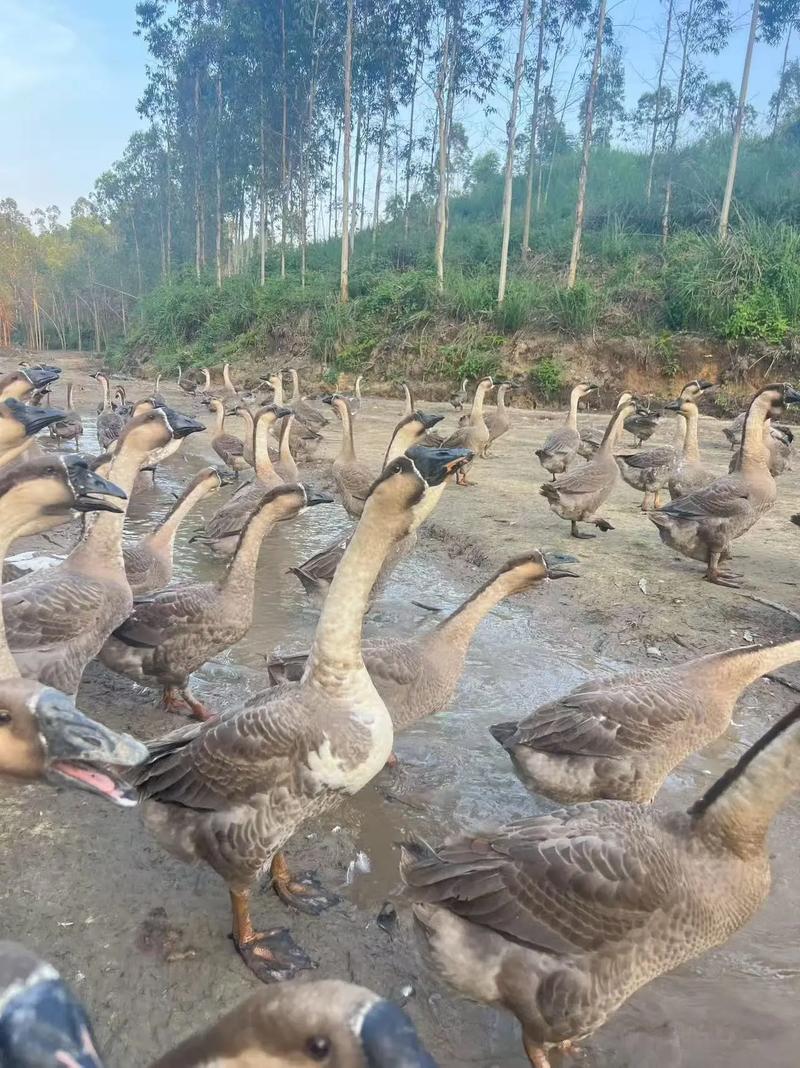 广西有哪些优质鹅品种？-图2