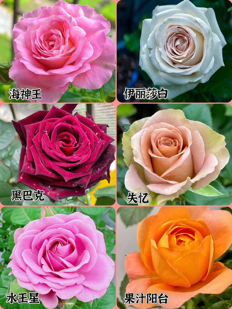 月季品种多，如何快速区分？-图2