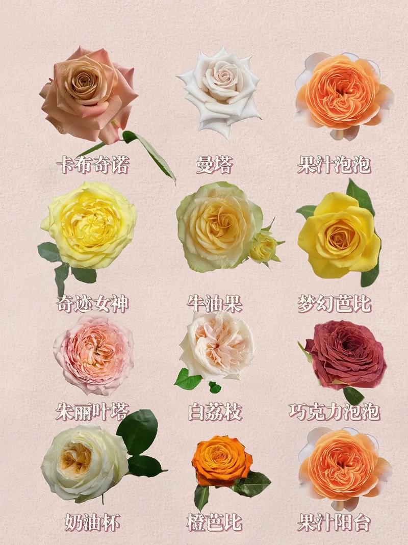 月季品种多，如何快速区分？-图1