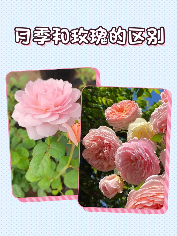 月季品种多，如何快速区分？-图3