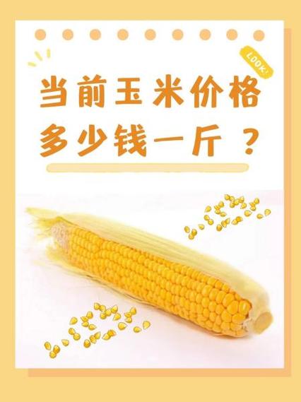 山西运城今日玉米价格多少钱？-图3
