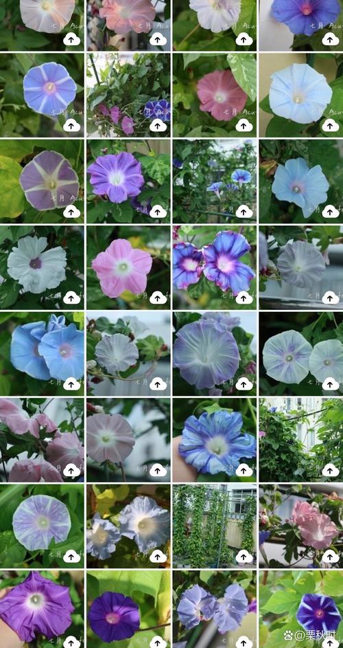 大花牵牛品种有哪些？-图2