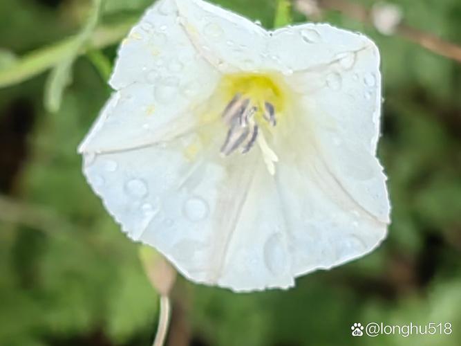 大花牵牛品种有哪些？-图3