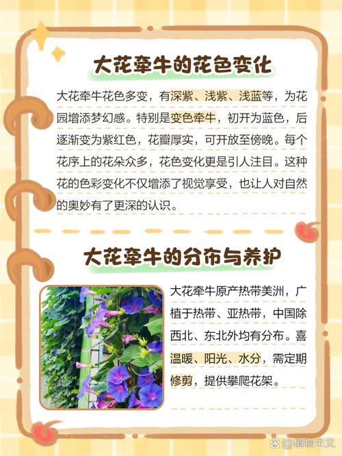 大花牵牛品种有哪些？-图1