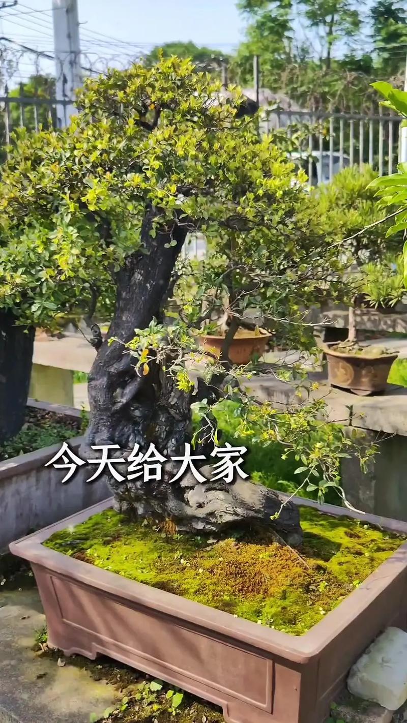 哪些盆景品种最有价值？-图1