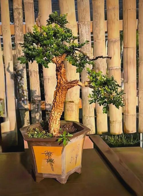 哪些盆景品种最有价值？-图2