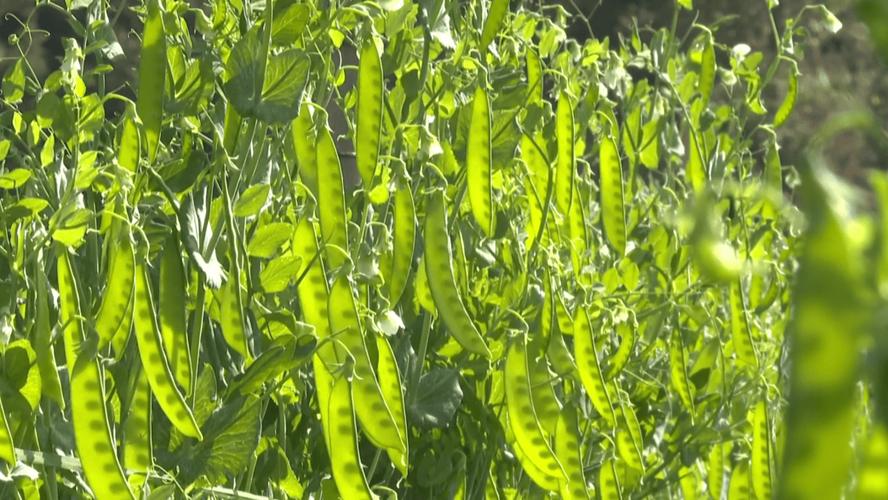荷兰豆种植技术视频，新手必看要点？-图3