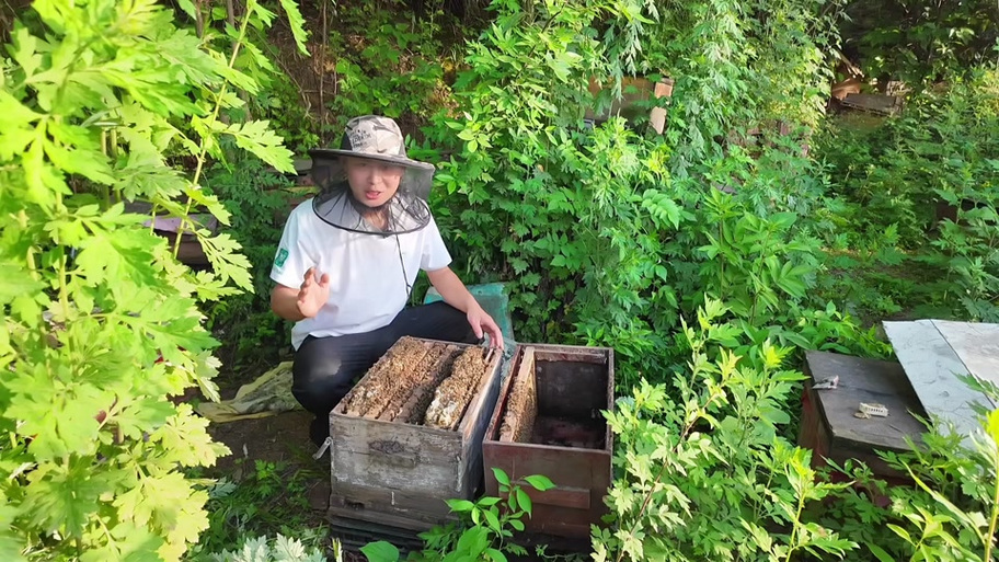 中蜂养殖新技术视频有哪些要点？-图1