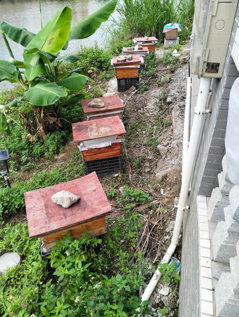 中蜂养殖新技术视频有哪些要点？-图3