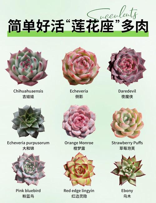 莲花多肉有哪些品种？-图1