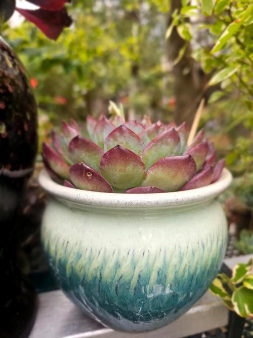 莲花多肉有哪些品种？-图2