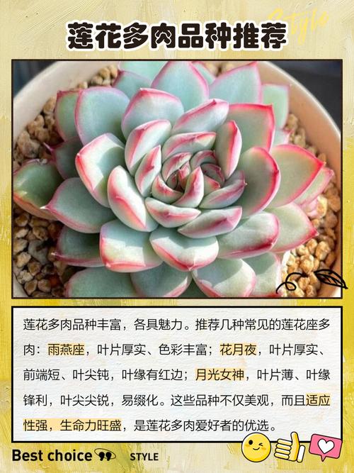 莲花多肉有哪些品种？-图3