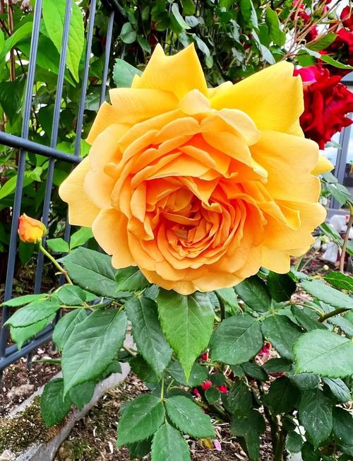 藤月月季什么品种最皮实好养？-图1