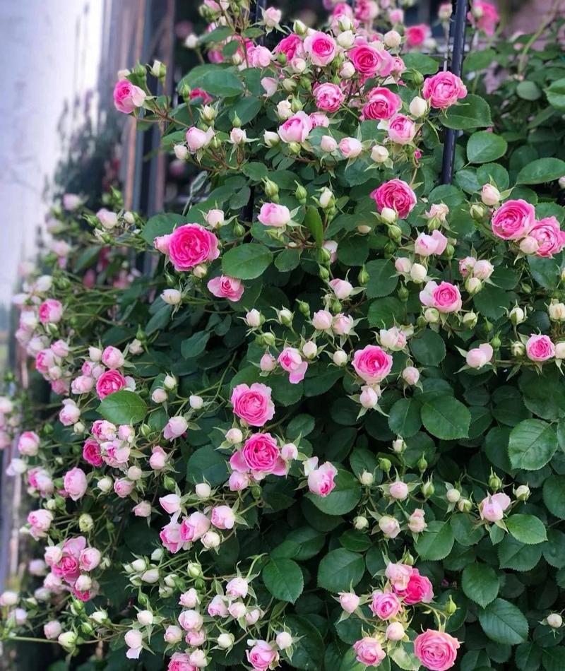 藤月月季什么品种最皮实好养？-图3