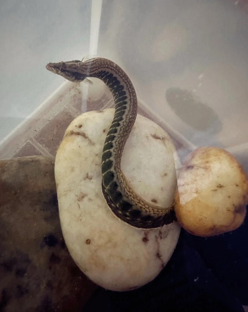 刺鳅养殖技术与前景如何？-图1