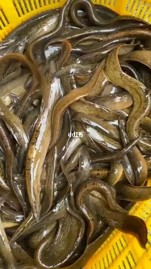 刺鳅养殖技术与前景如何？-图2