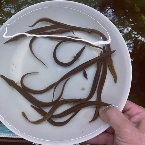 刺鳅养殖技术与前景如何？-图3